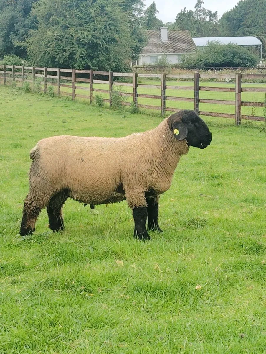 Suffolk Ram Lambs - Image 2