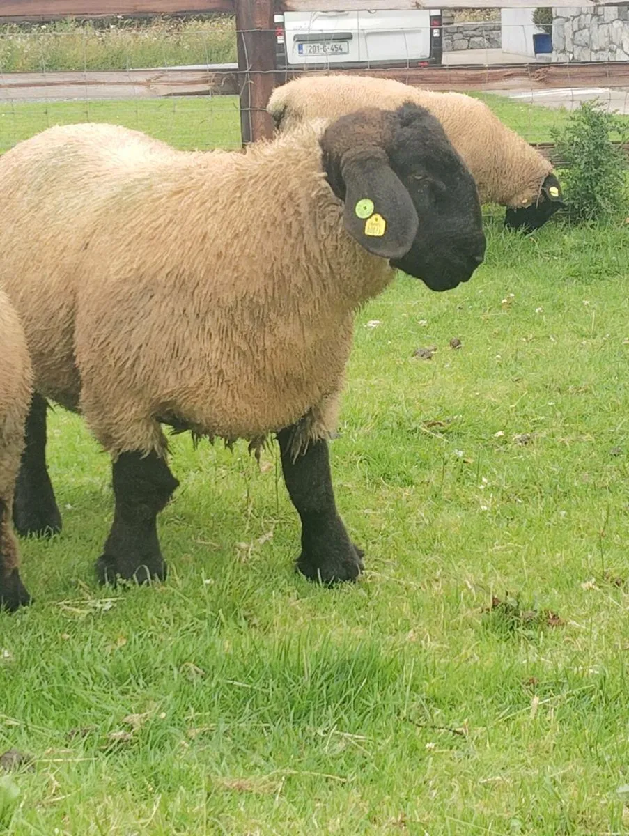 Suffolk Ram Lambs - Image 3