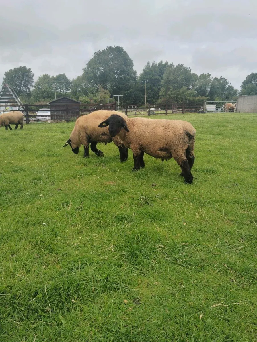 Suffolk Ram Lambs - Image 4