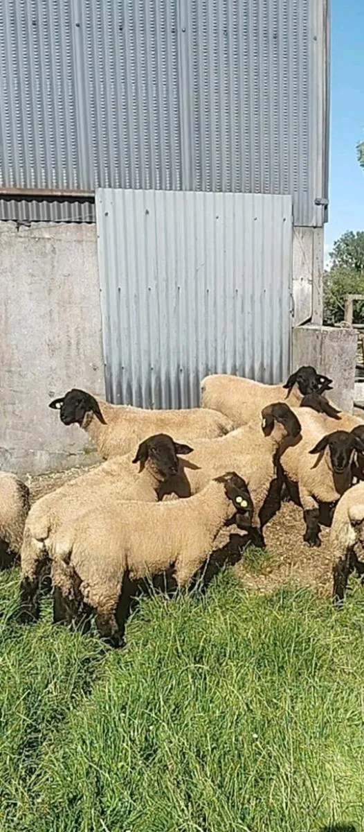 Suffolk Ram Lambs - Image 2