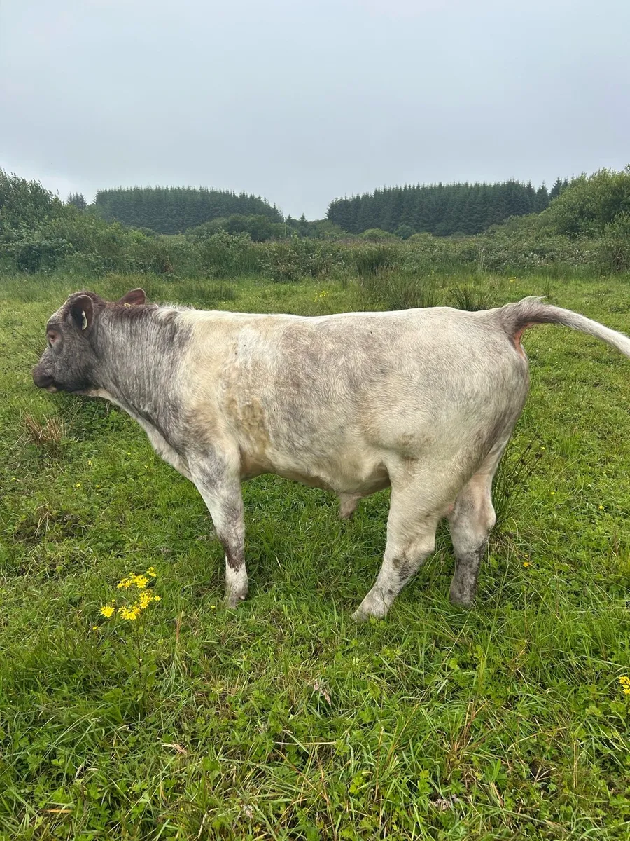 Bull - Image 1