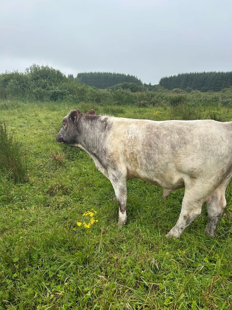 Bull - Image 2