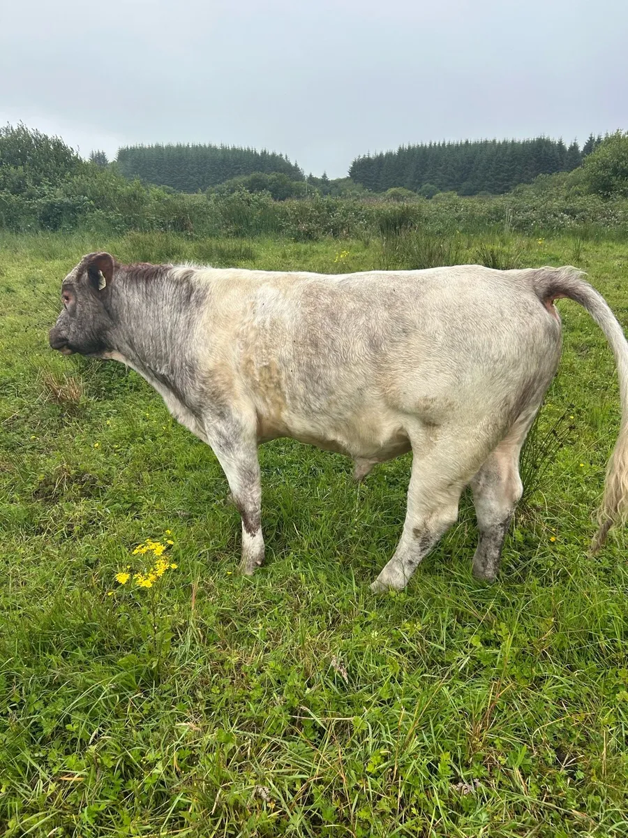 Bull - Image 3