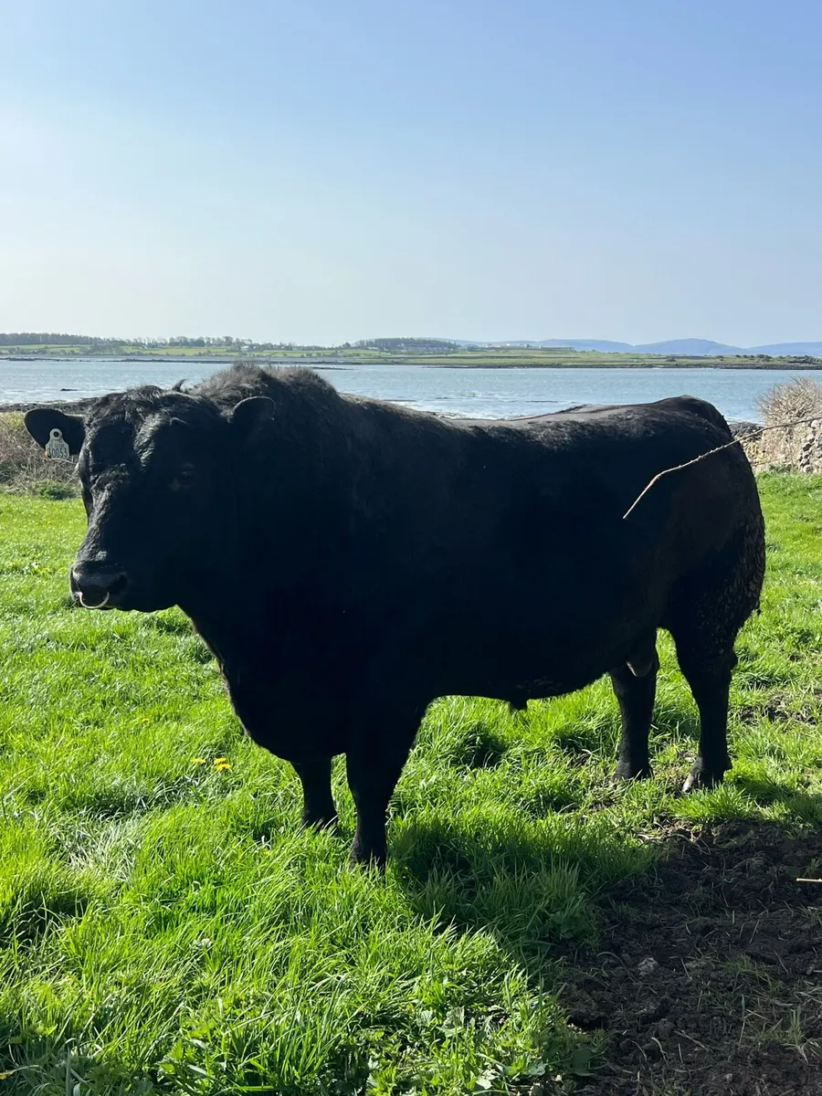 Angus Bull - Image 1