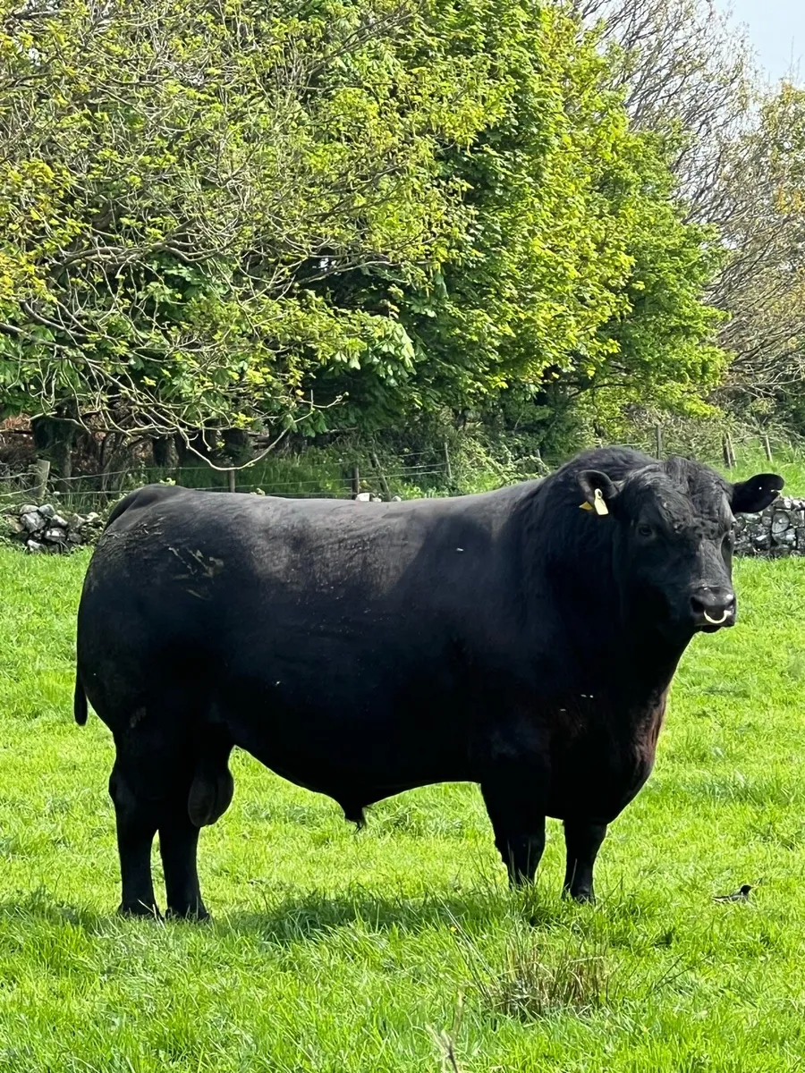 Angus Bull - Image 2