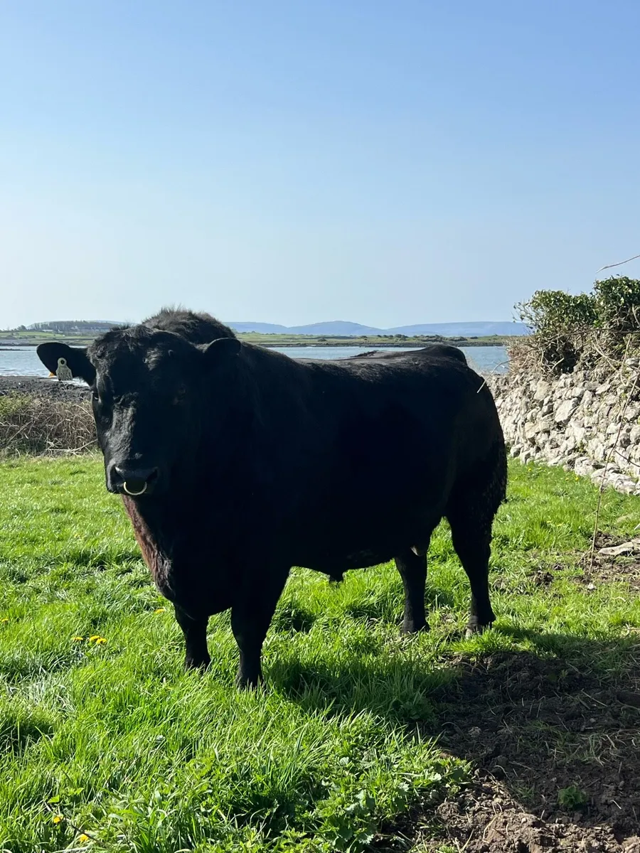 Angus Bull - Image 3