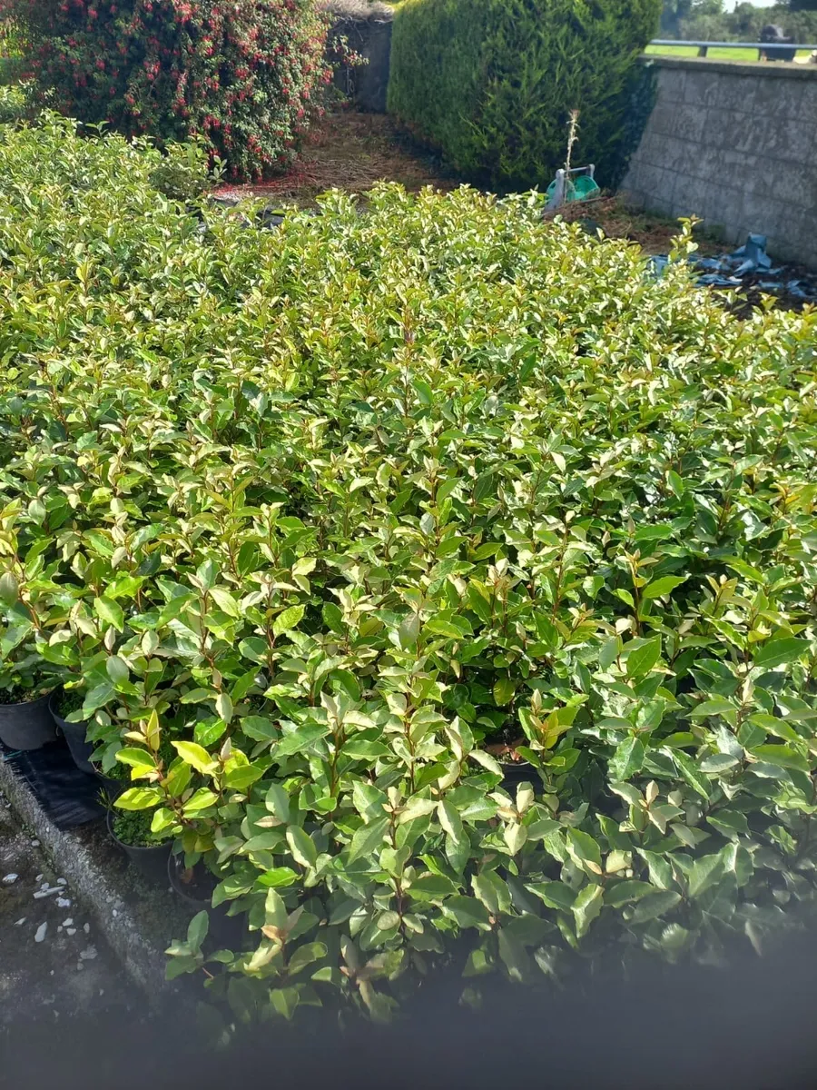 Shrubs