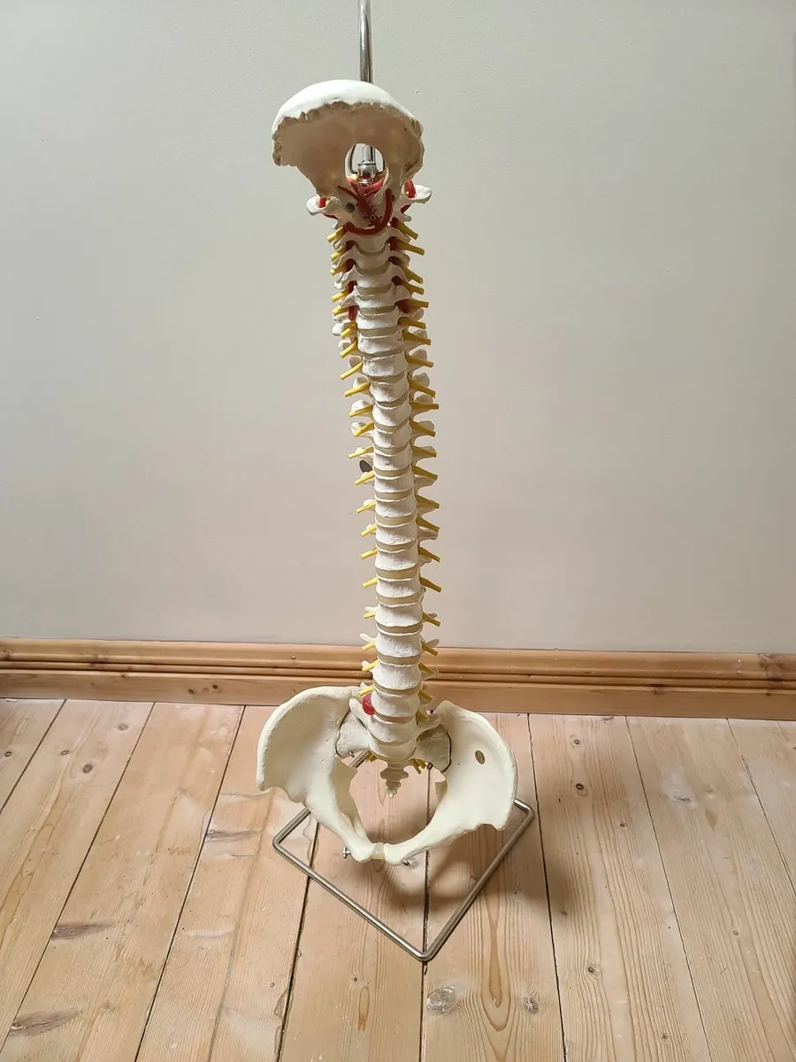Manual Handling Spine Model - Image 1