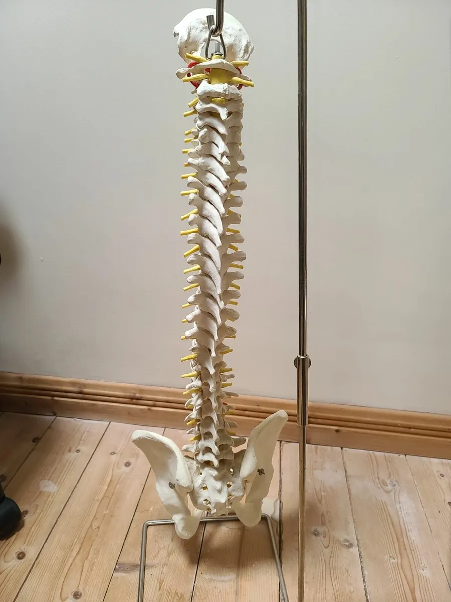 Manual Handling Spine Model - Image 2