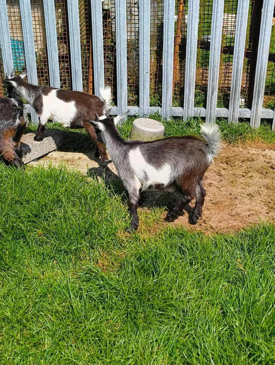Pygmy Goats - Image 1