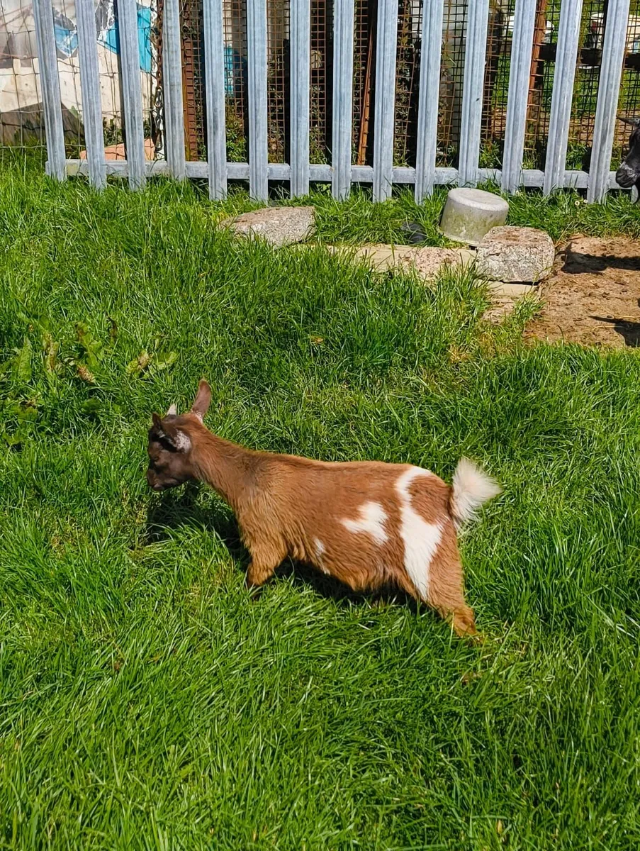 Pygmy Goats - Image 2