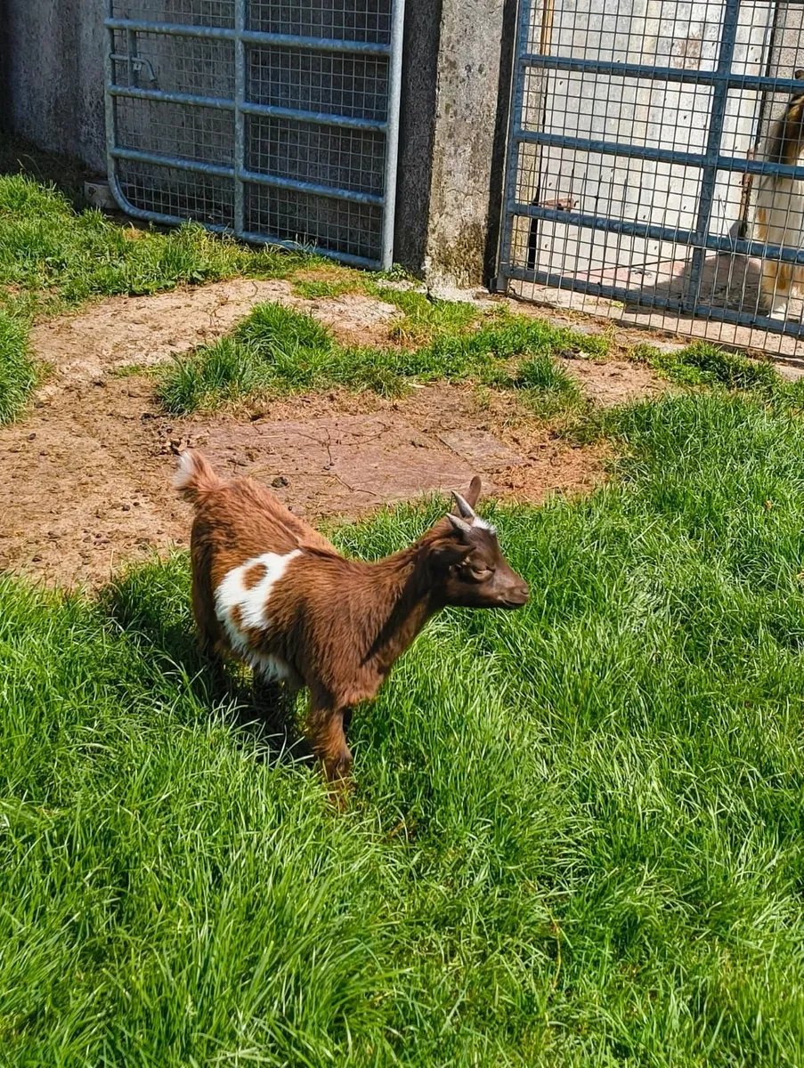 Pygmy Goats - Image 3