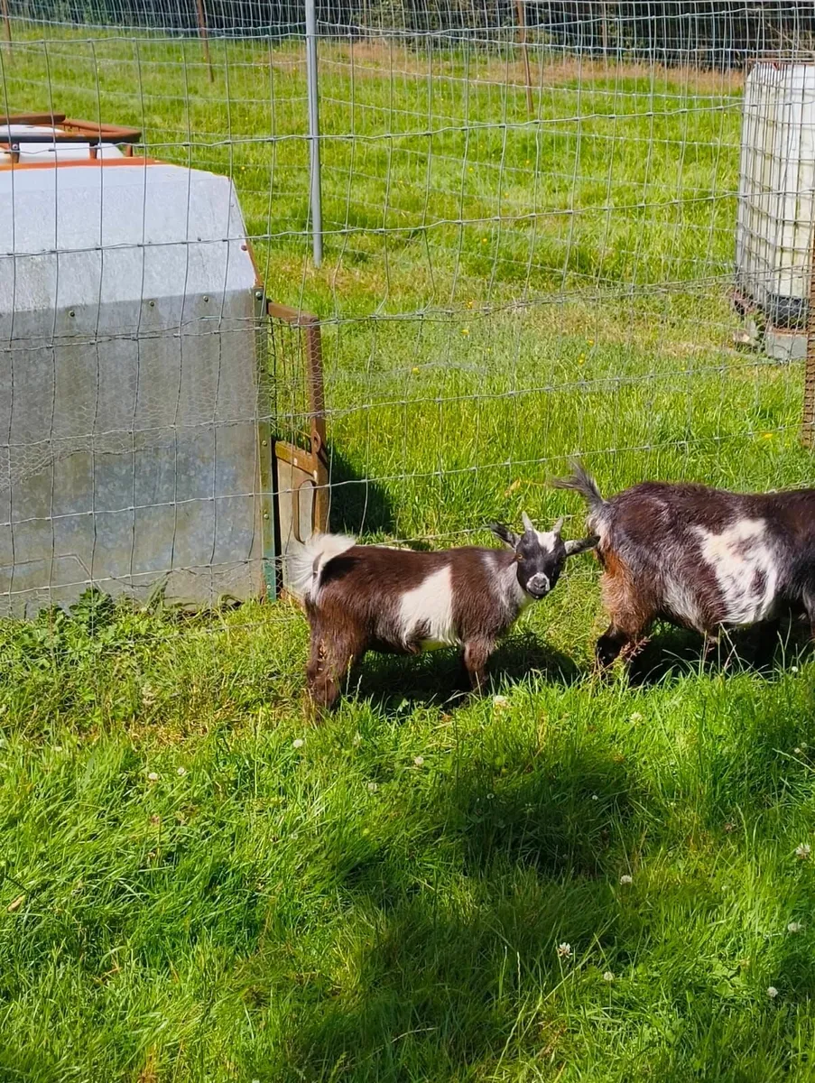 Pygmy Goats - Image 4
