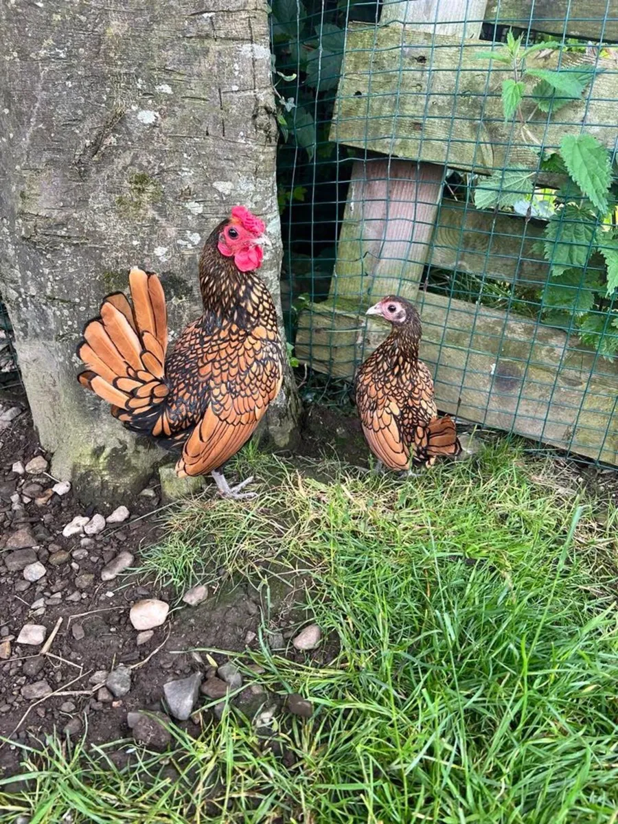 Sebright hen and rooster - Image 1