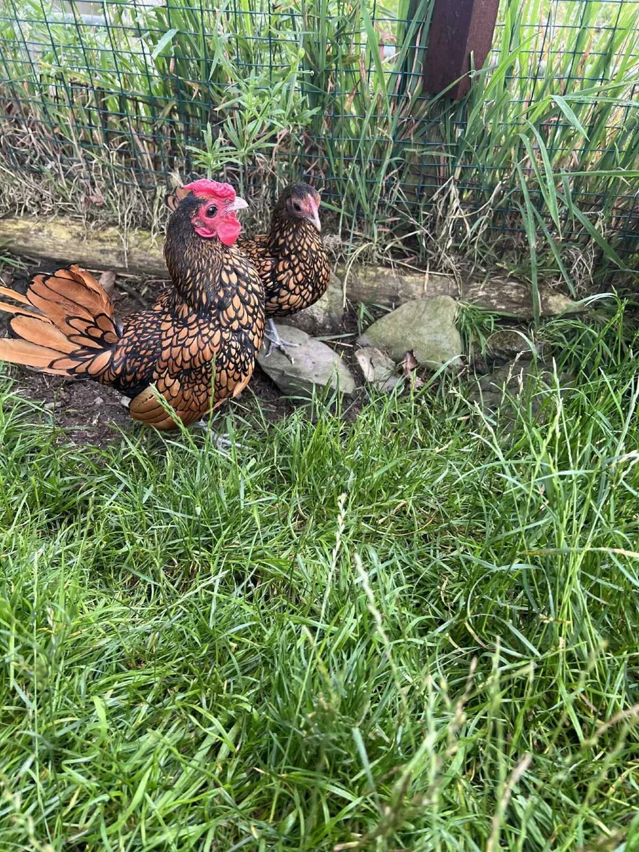 Sebright hen and rooster - Image 2