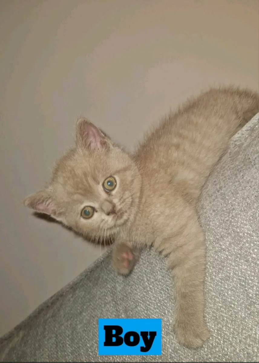 Pure British shorthair kittens - Image 1