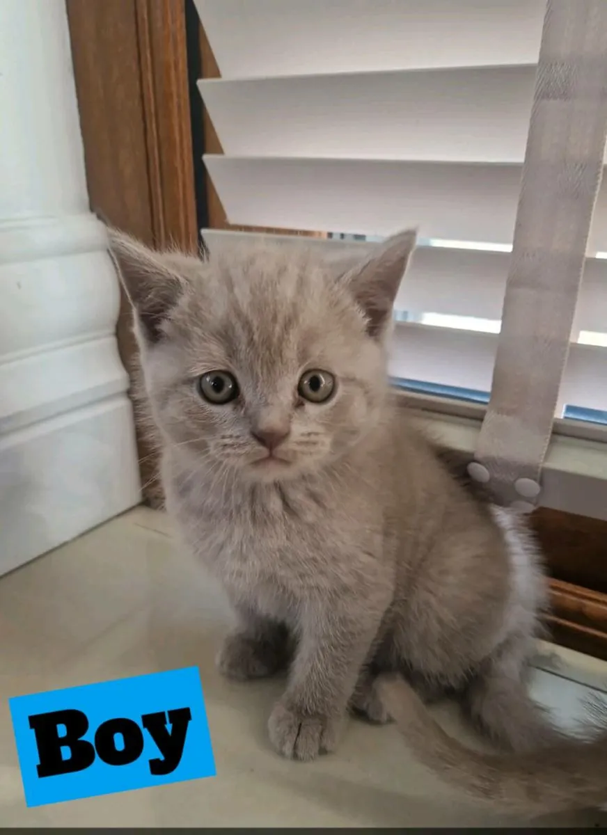 Pure British shorthair kittens - Image 2