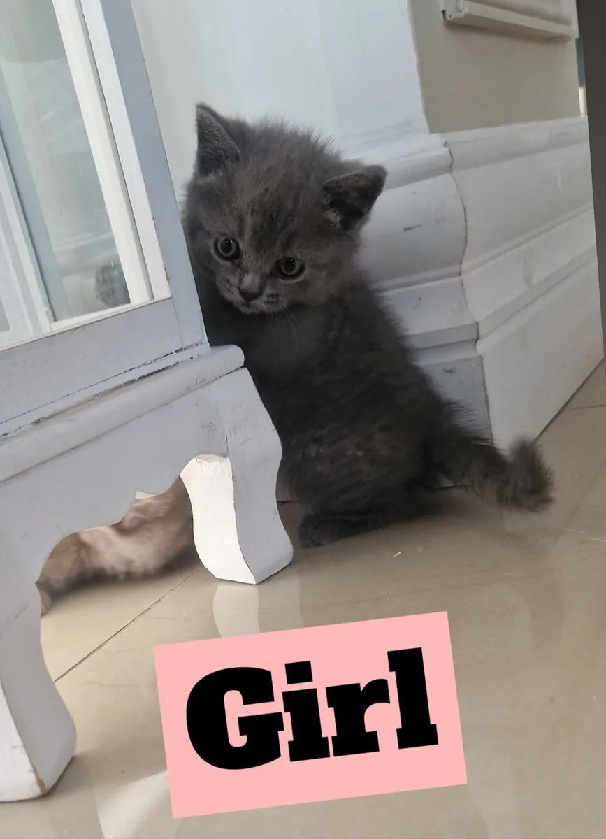 Pure British shorthair kittens - Image 3