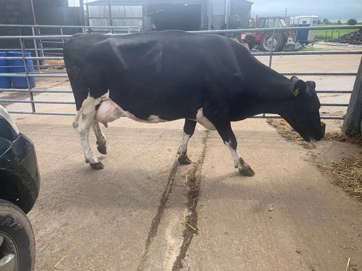 British Friesian cow to rear calves - Image 1