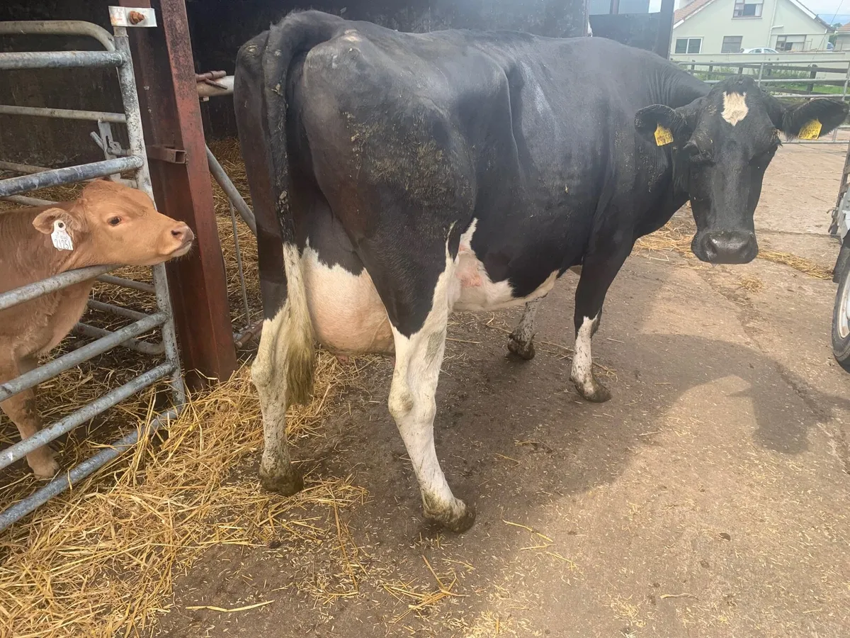 British Friesian cow to rear calves - Image 2