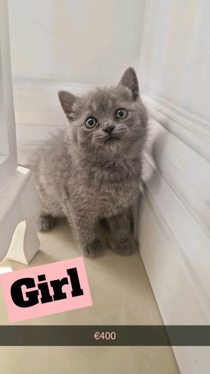 Pure British shorthair kittens - Image 4