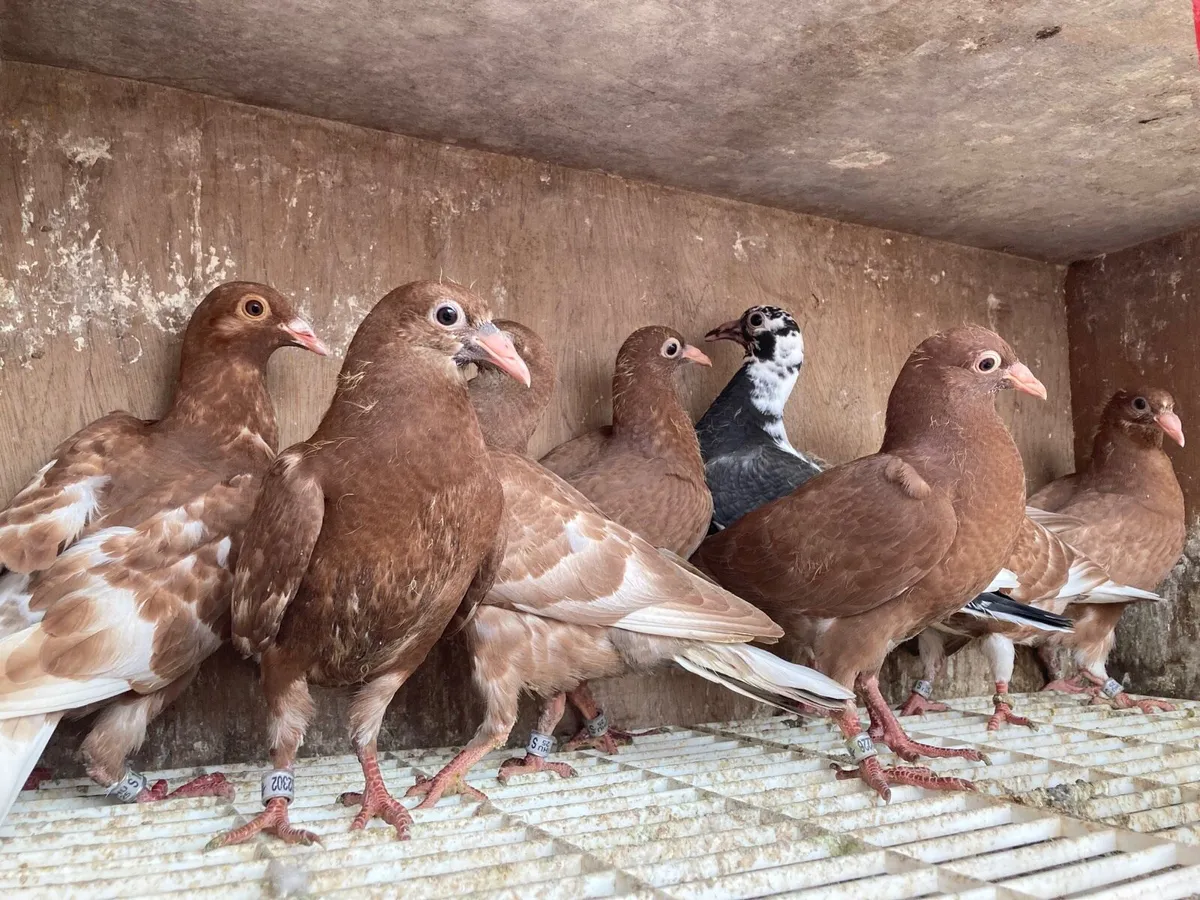 Coloured homer pigeons - Image 1