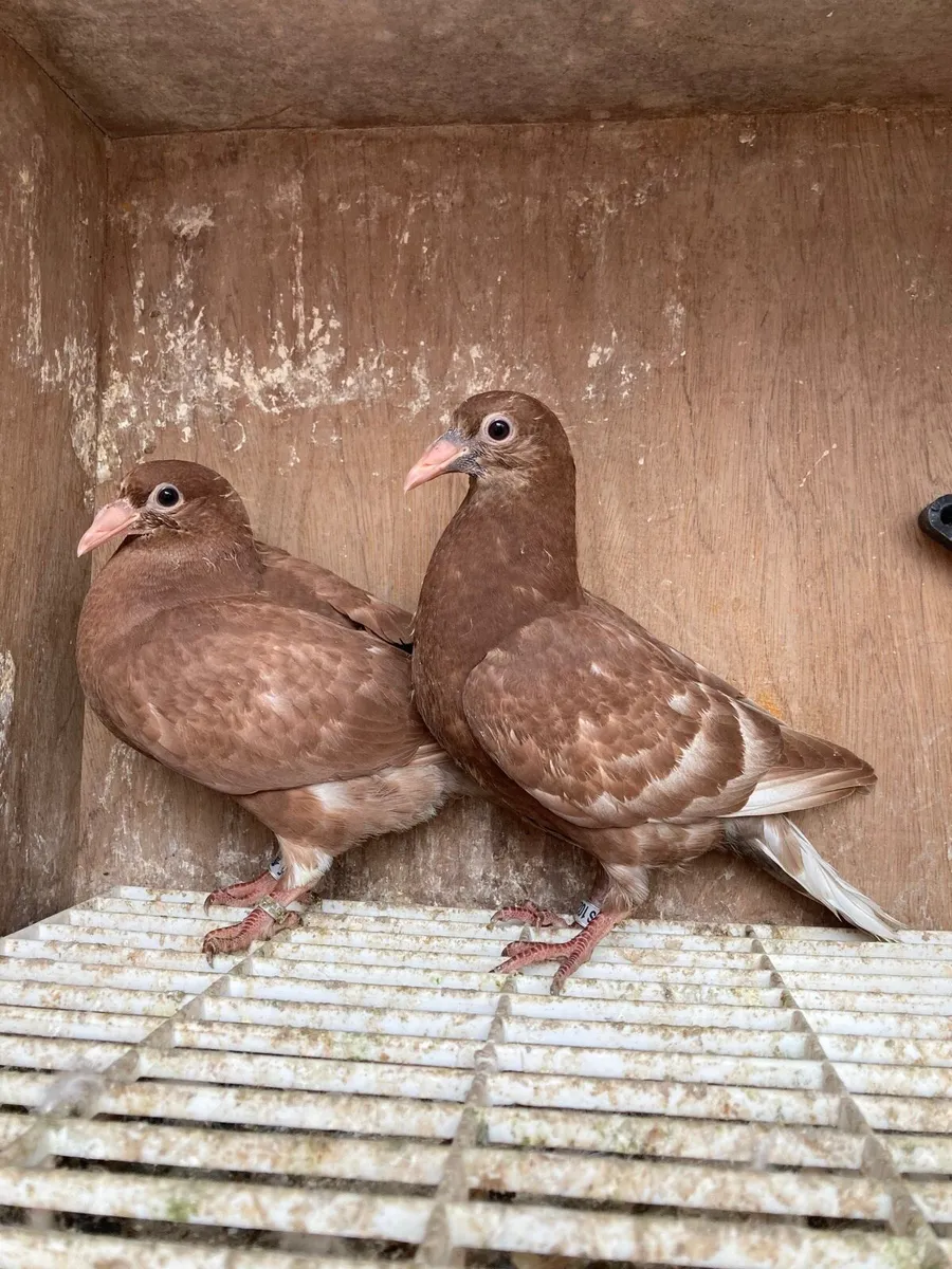 Coloured homer pigeons - Image 2