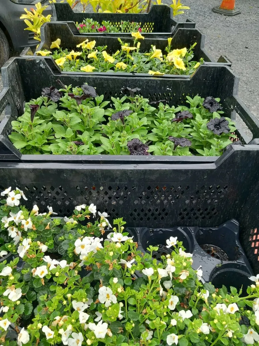 Christy's Sunday Market - Image 2