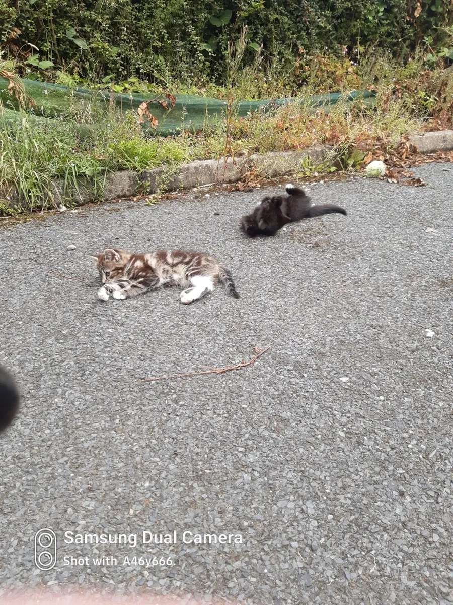 Kittens - Image 1