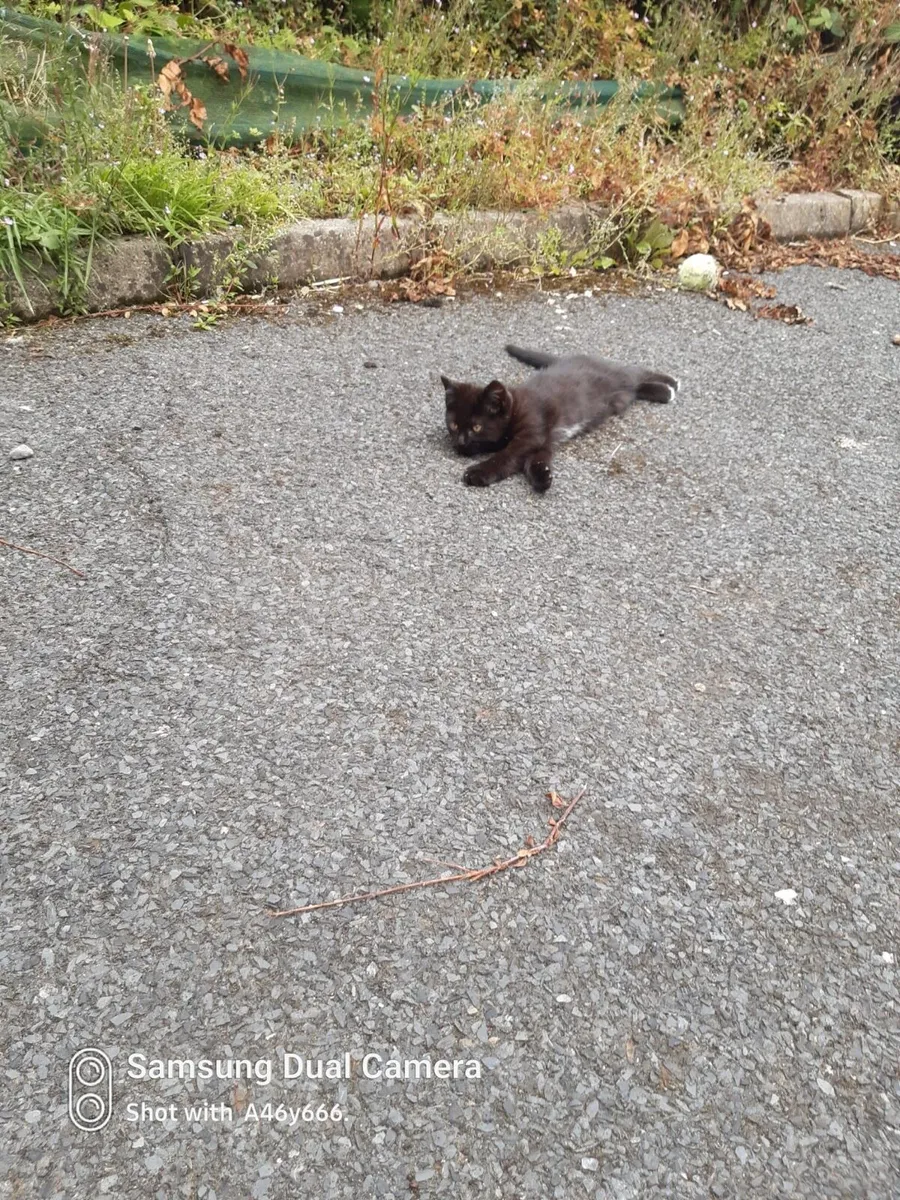 Kittens - Image 3