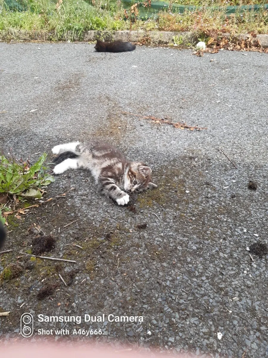 Kittens - Image 4