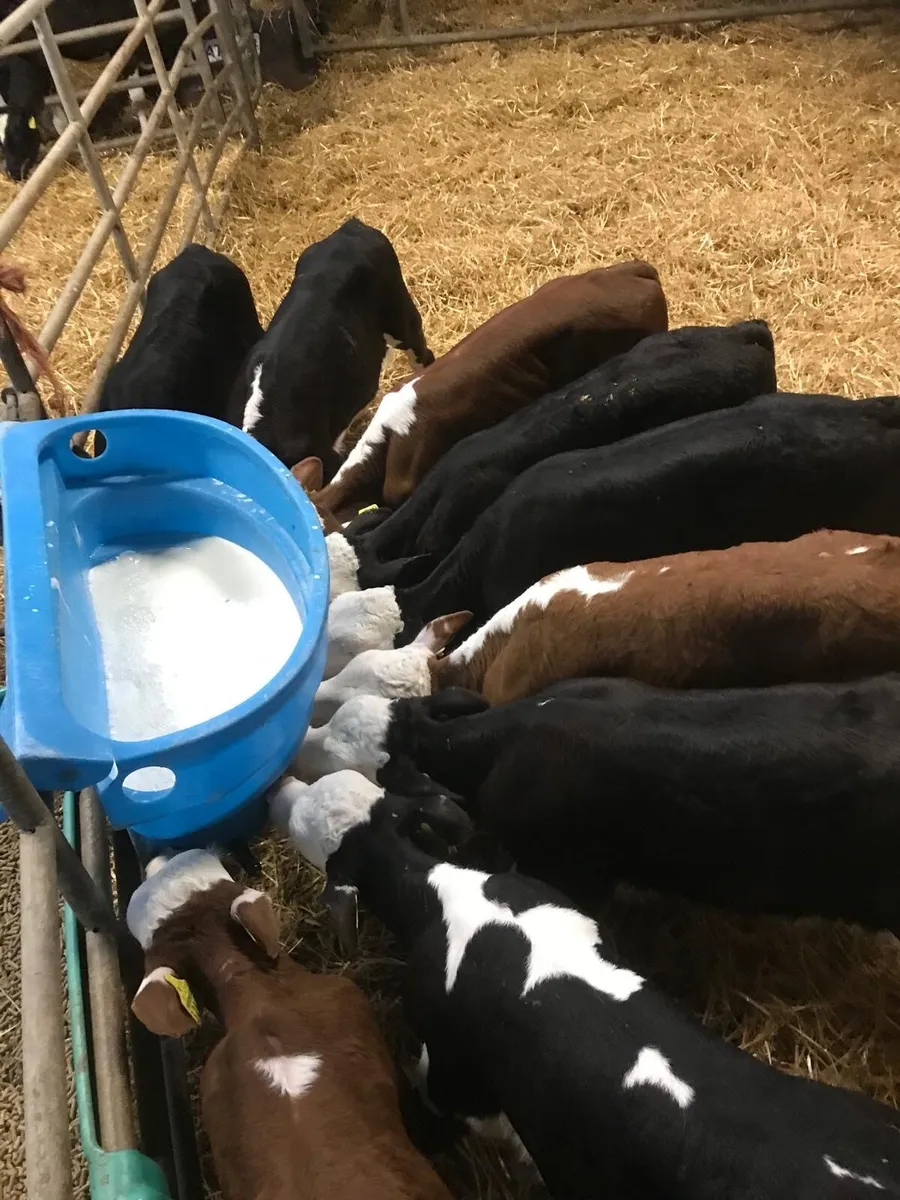 Calves