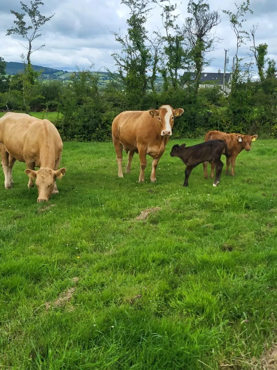 second calver...4 and 5 star - Image 1