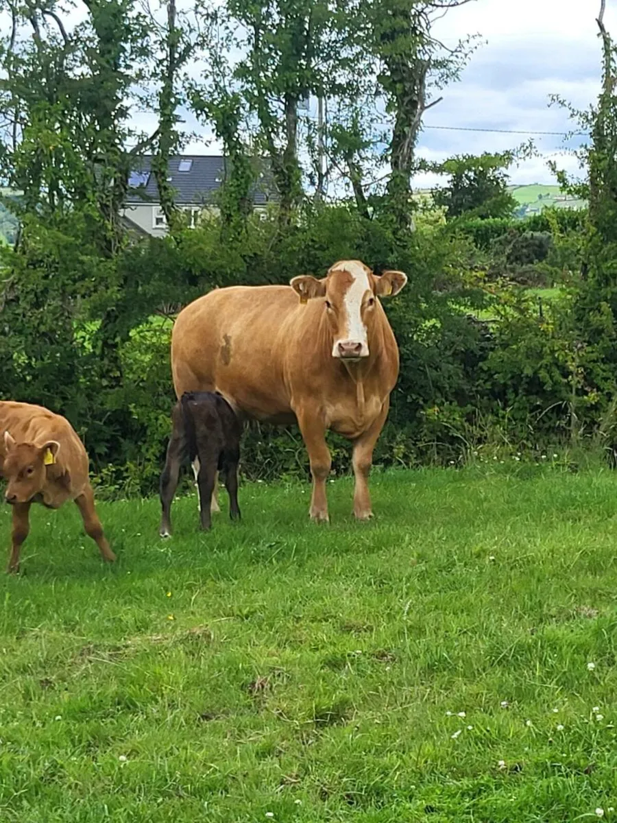 second calver...4 and 5 star - Image 2