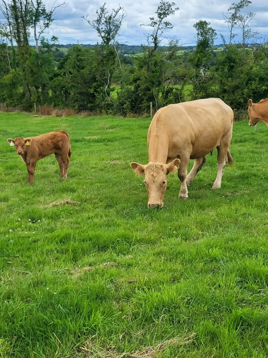 second calver...4 and 5 star - Image 3