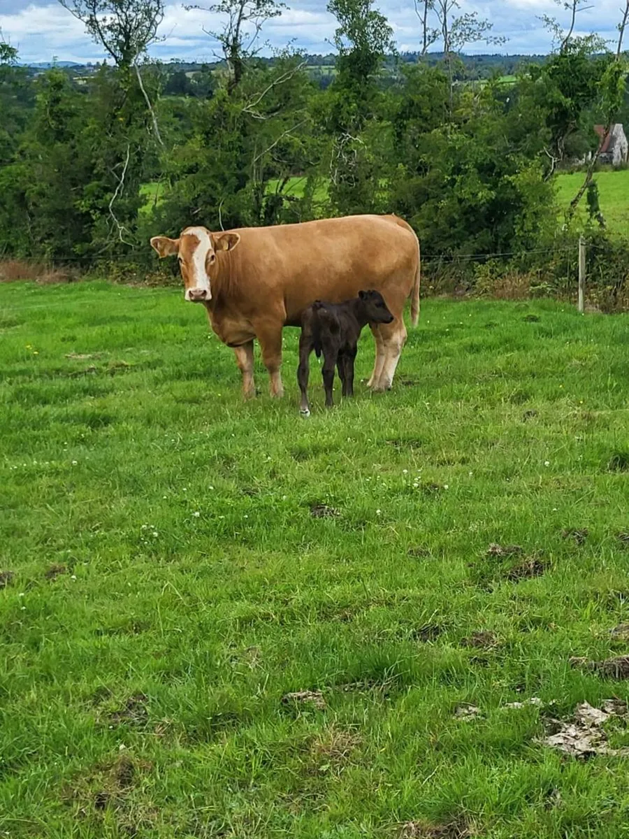 second calver...4 and 5 star - Image 4
