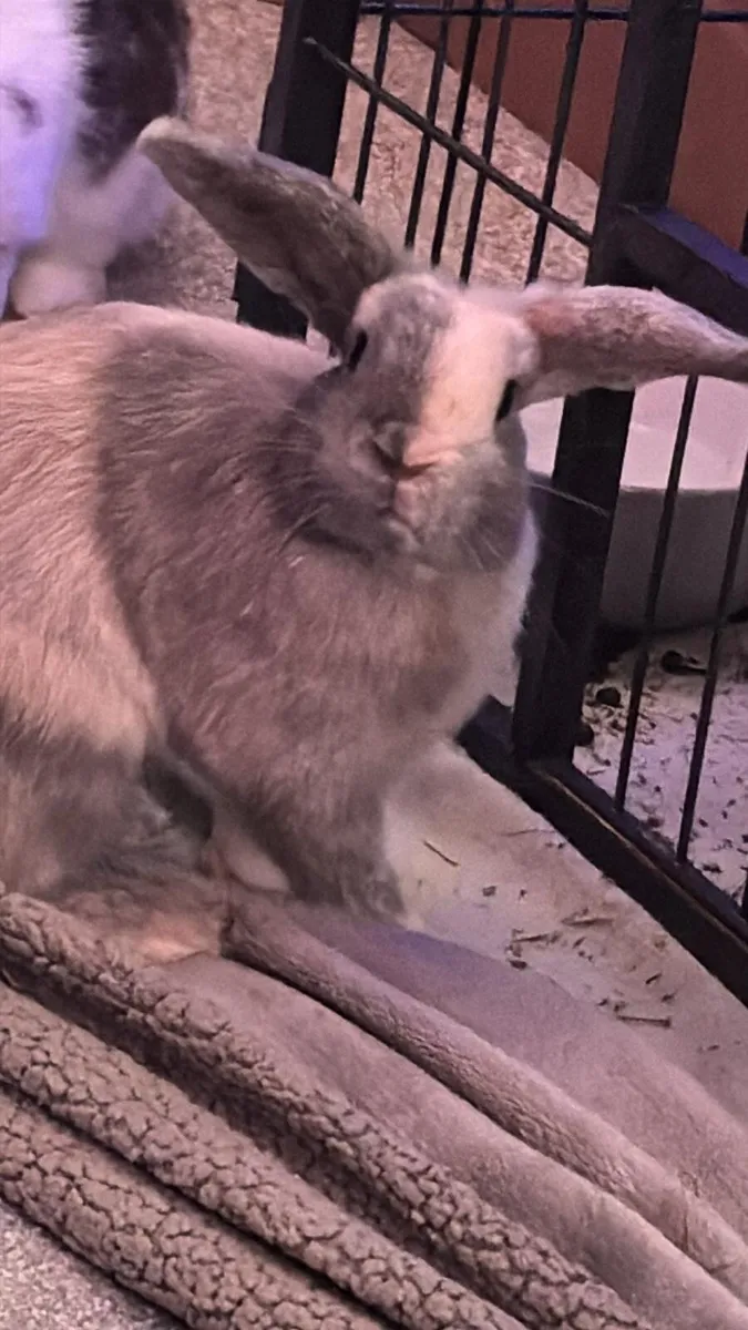 4 Rabbits Looking for a Loving Home - Image 1