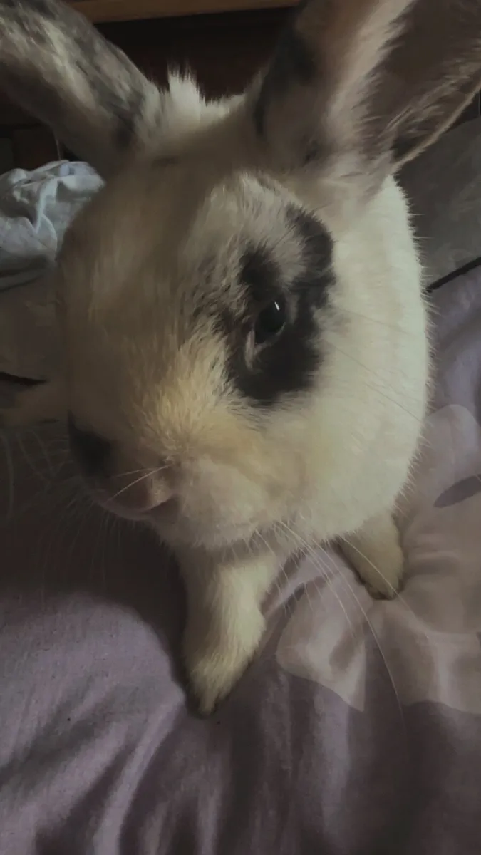 4 Rabbits Looking for a Loving Home - Image 2