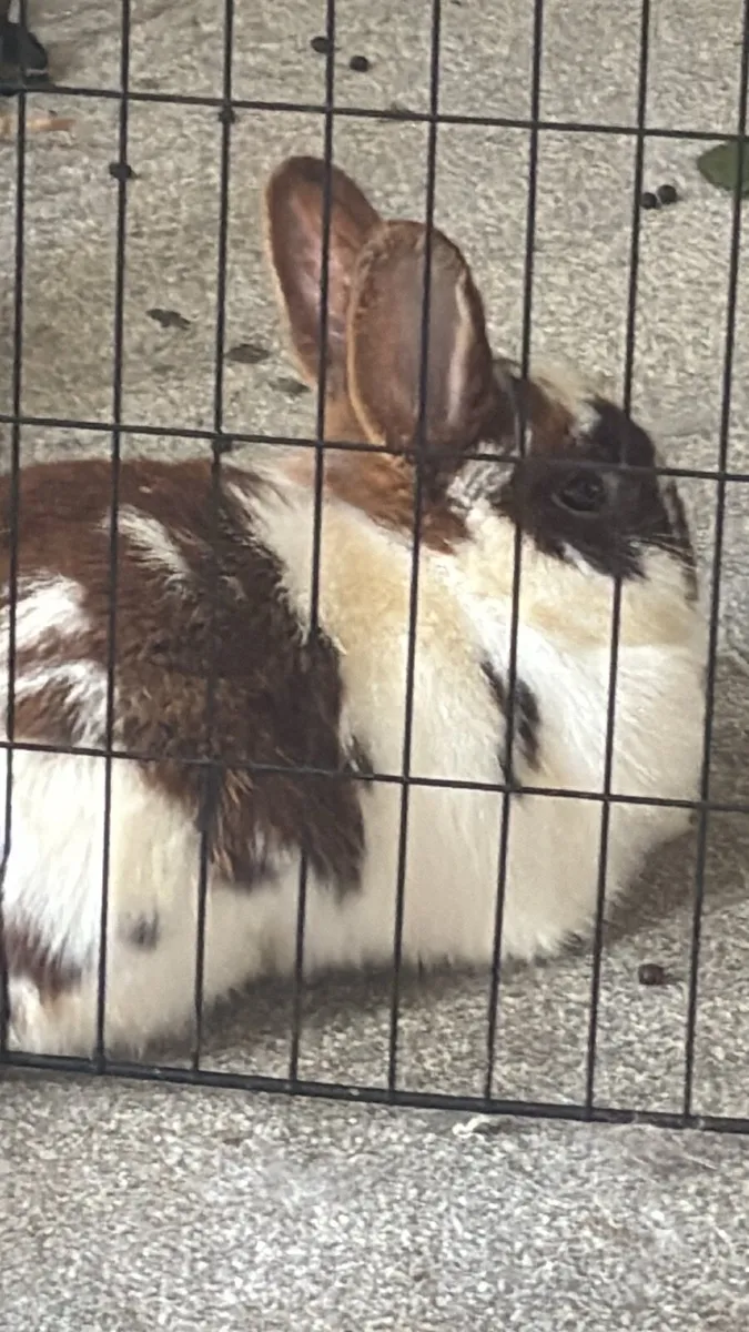 4 Rabbits Looking for a Loving Home - Image 3
