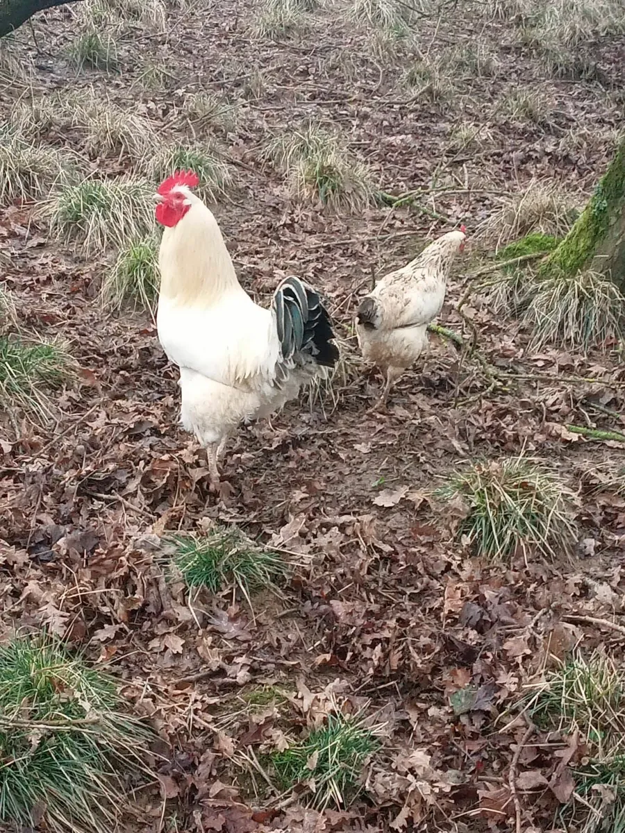 Cockerel for Sale