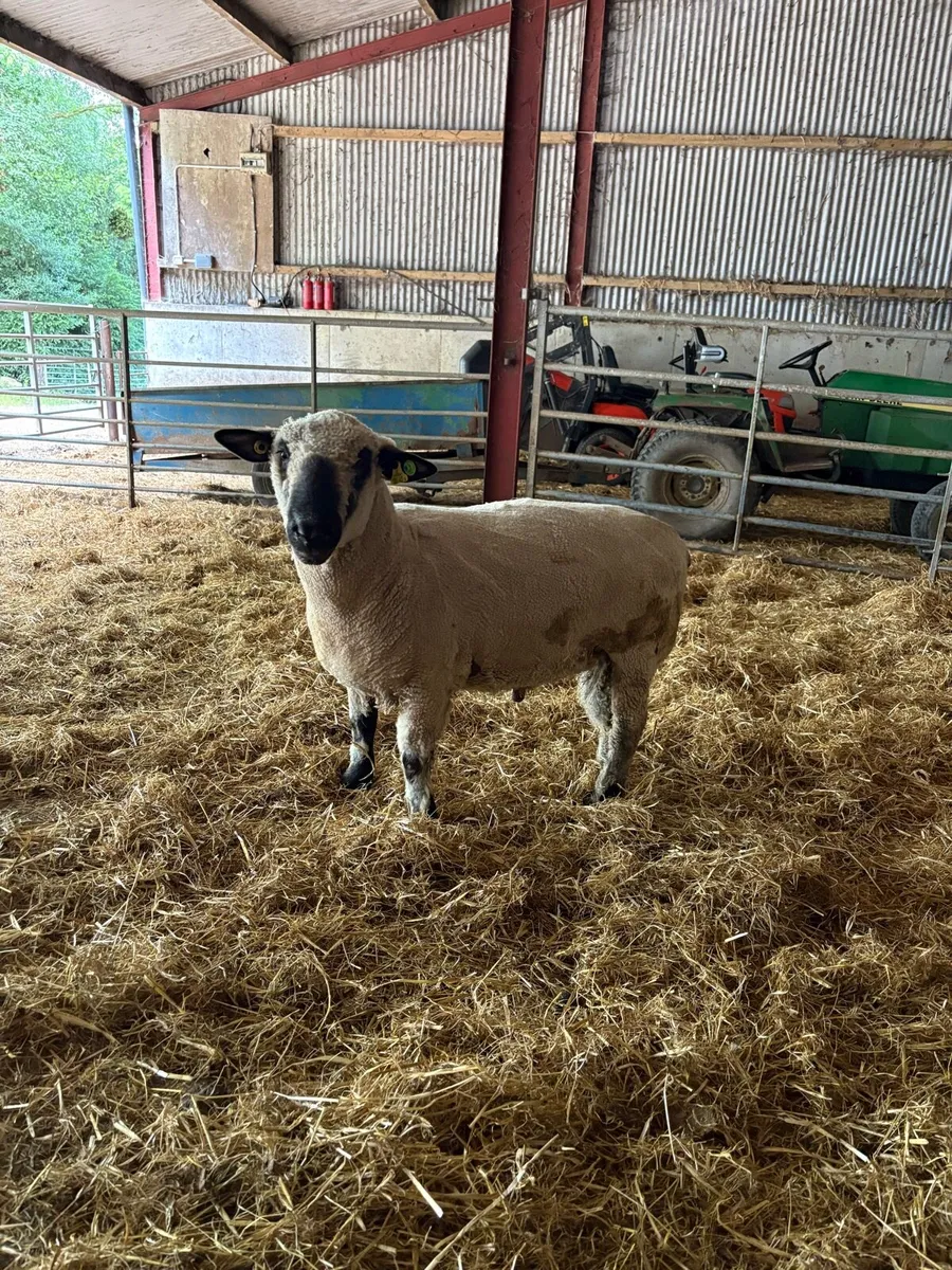 PBR Hampshire Down Ram SIS ✅ - Image 1