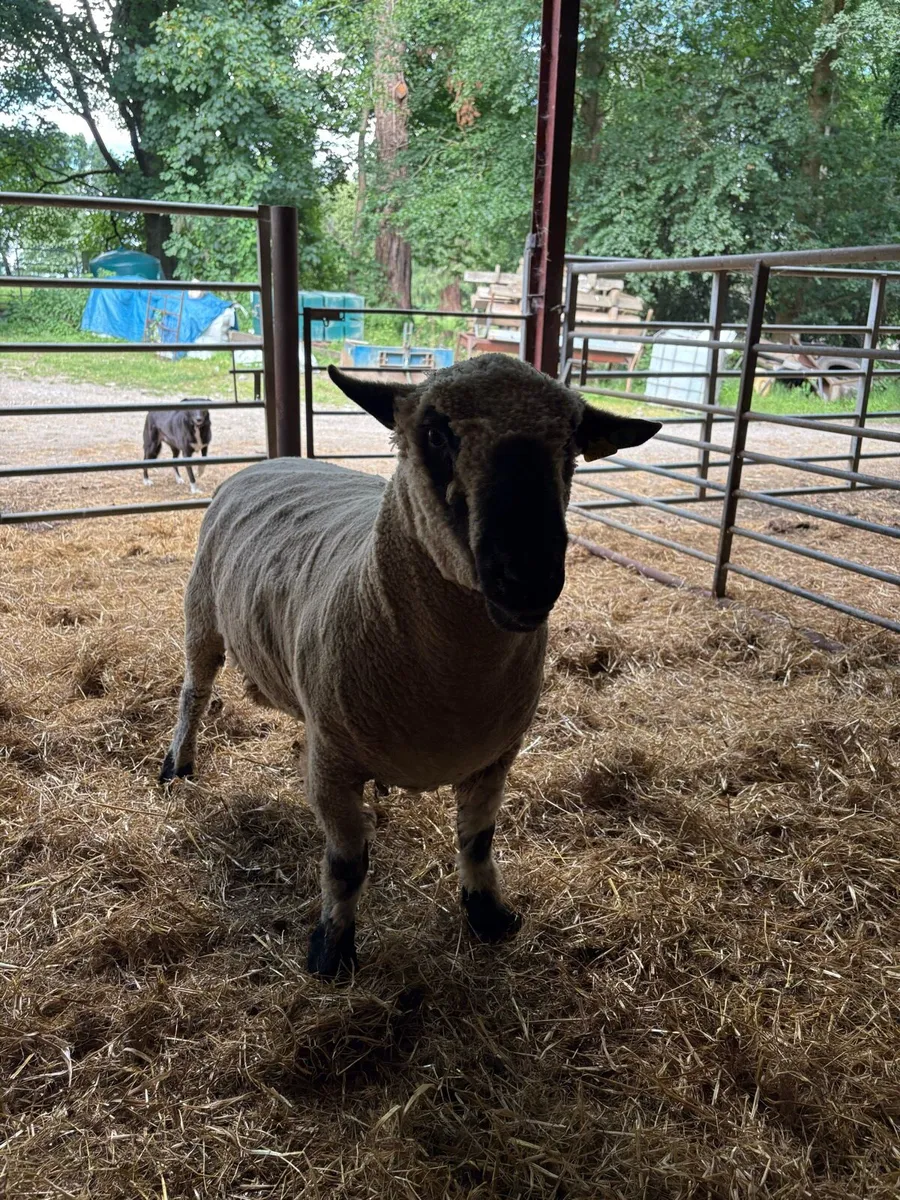 PBR Hampshire Down Ram SIS ✅ - Image 2