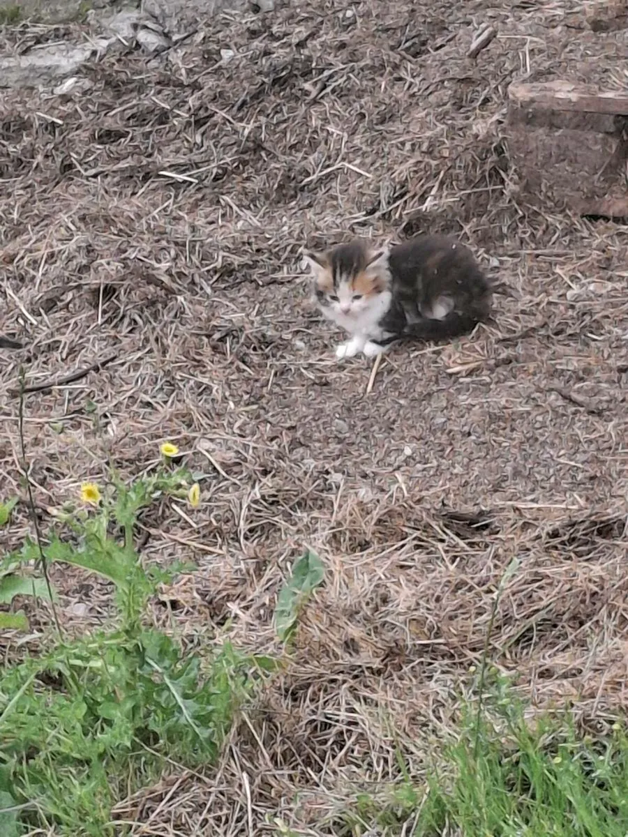 Kittens free to good home - Image 1