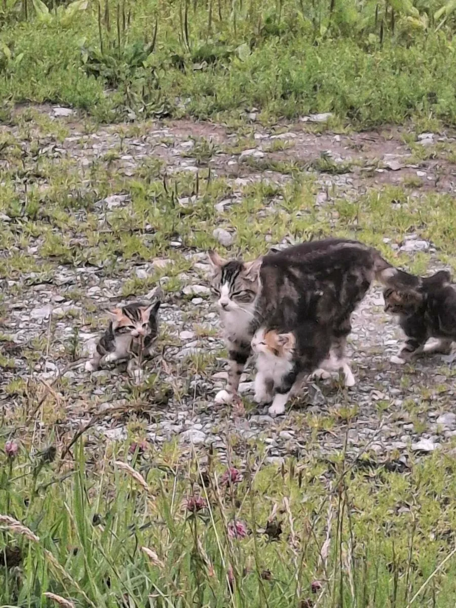 Kittens free to good home - Image 2