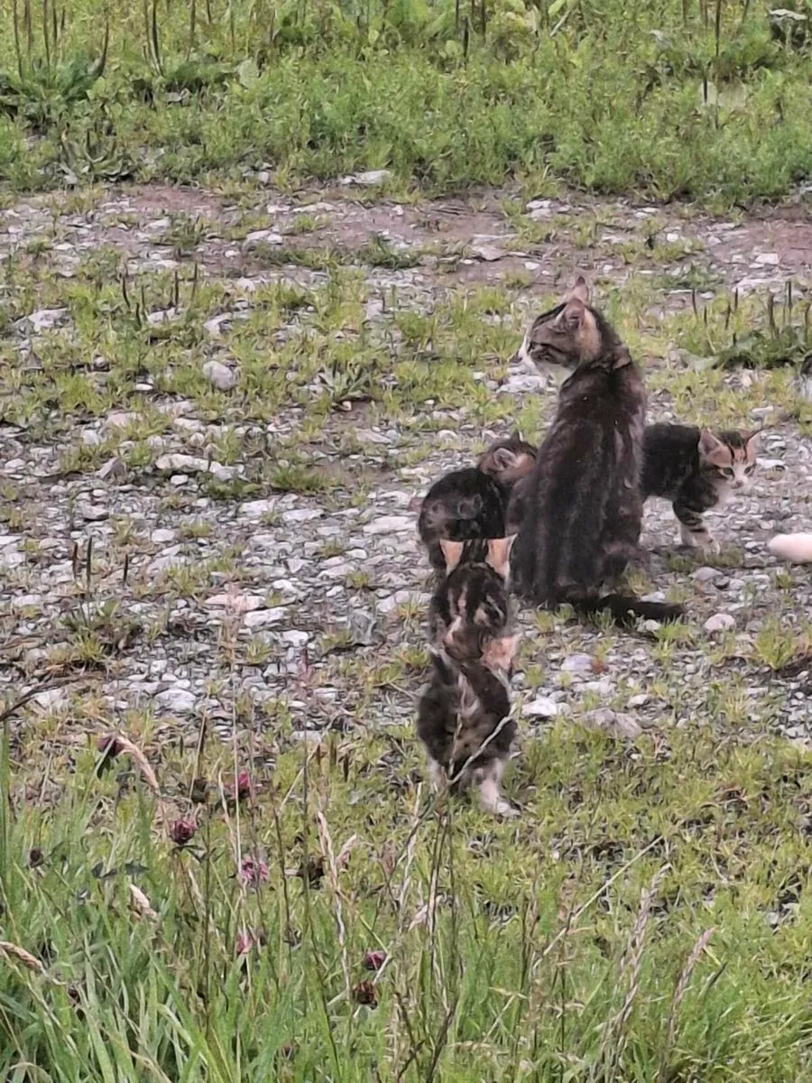 Kittens free to good home - Image 3