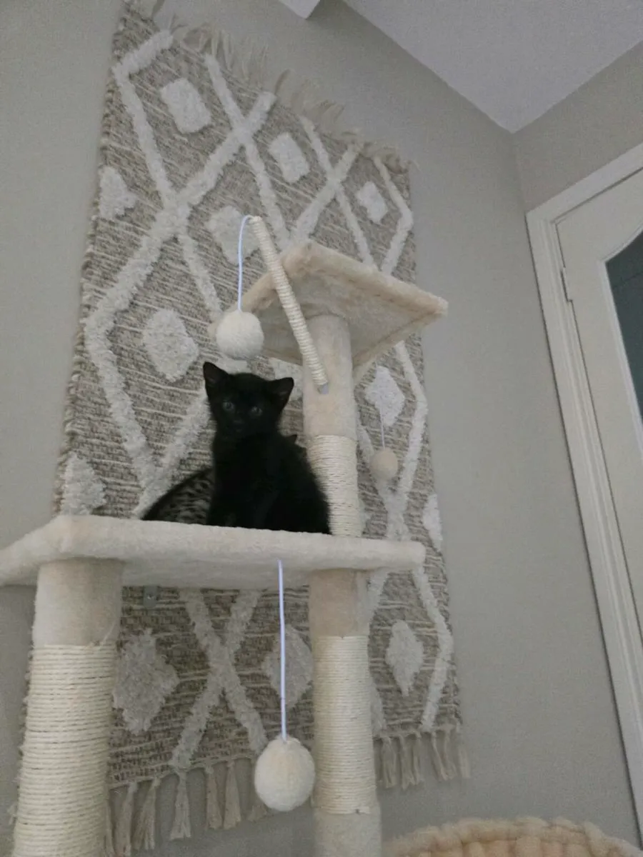 Female kitten - Image 2