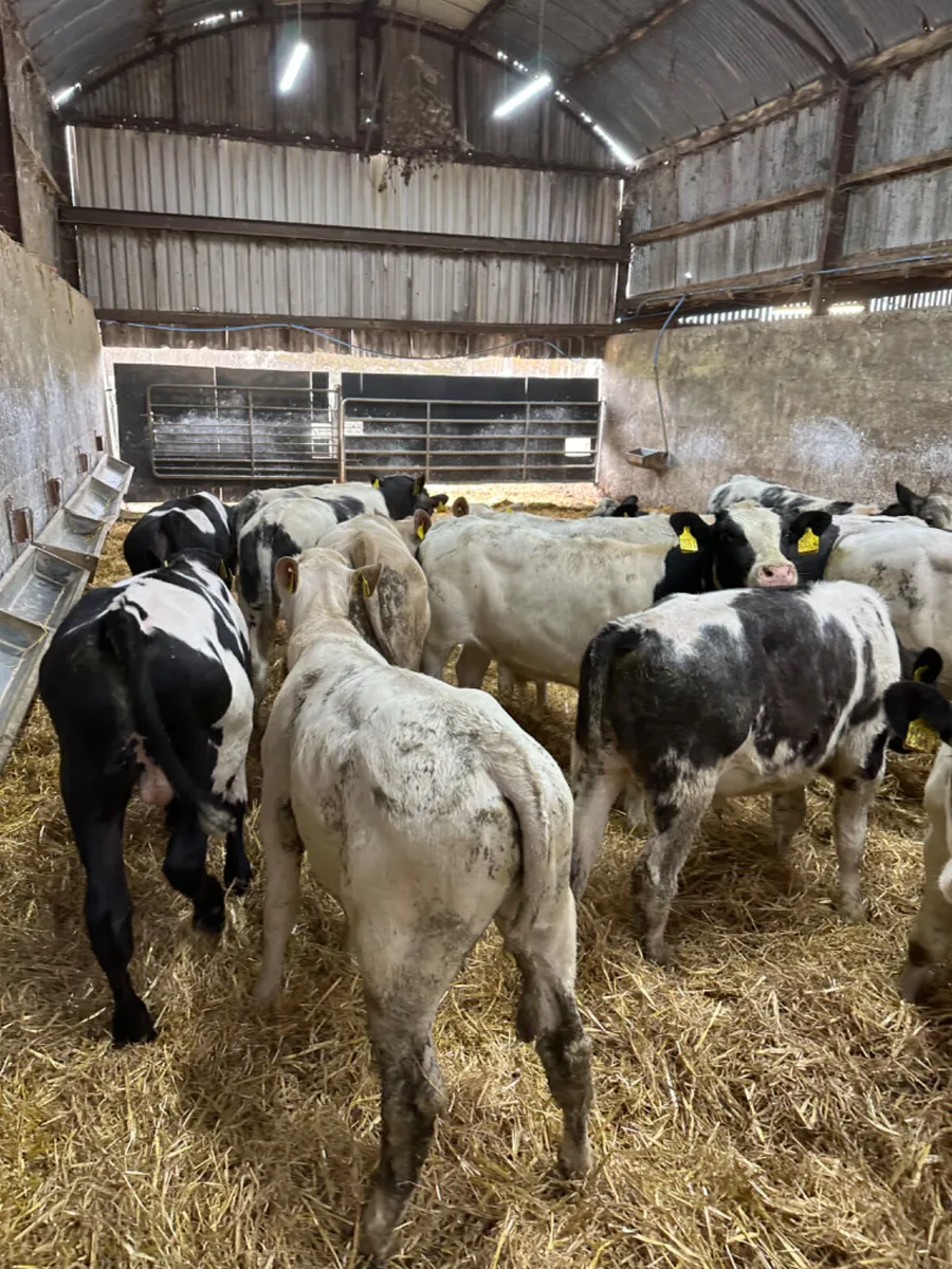 Blue and Charolais bulls - Image 3