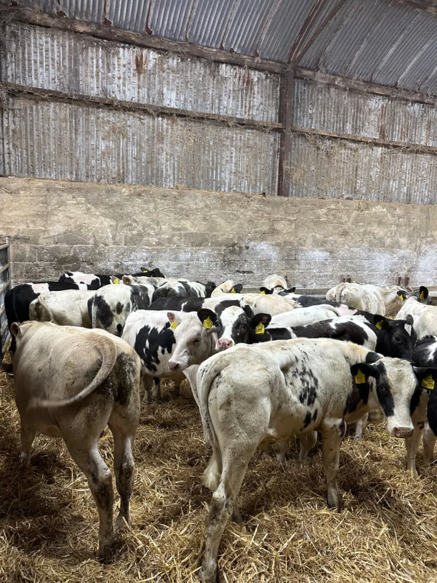 Blue and Charolais bulls - Image 1