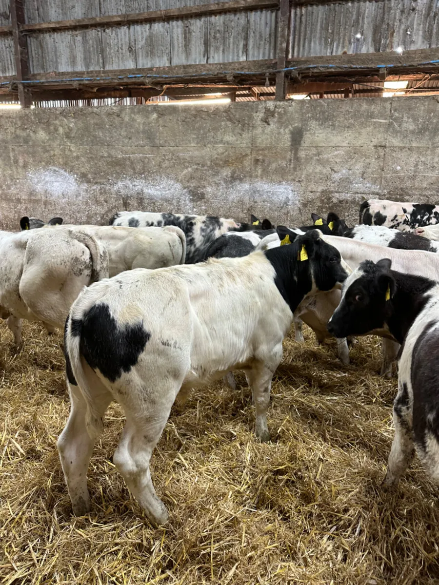 Blue and Charolais bulls - Image 4