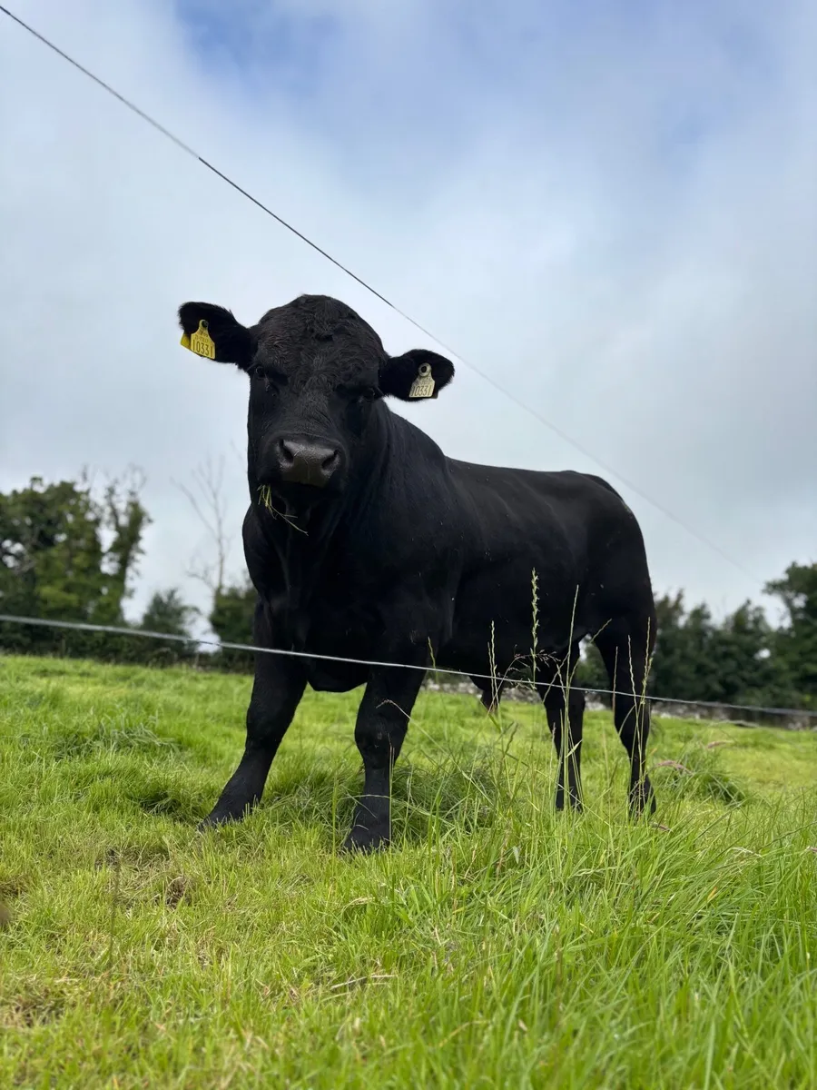 Aberdeen Angus Bull
